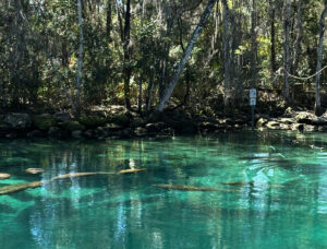 Crystal River Florida - Manatees