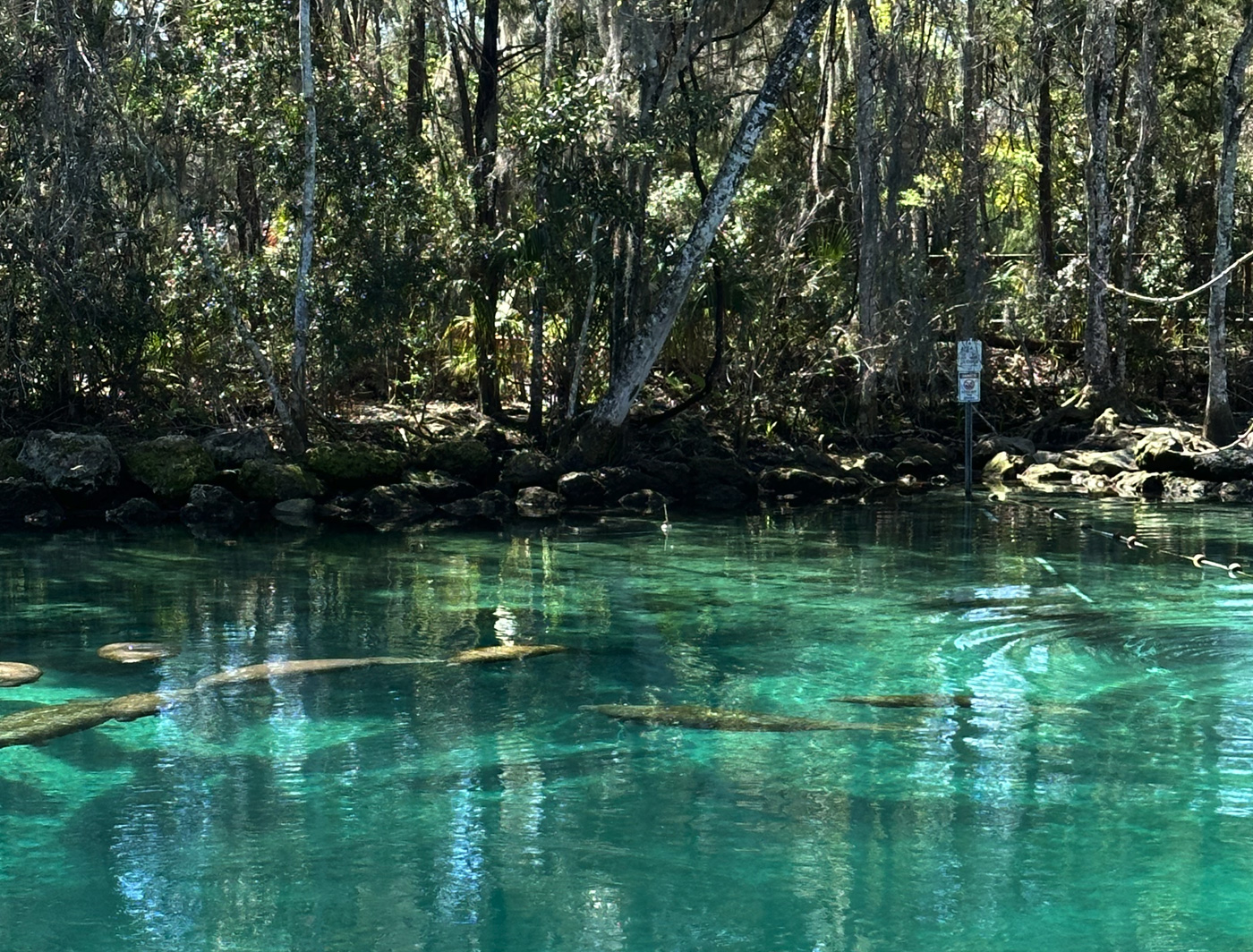 Crystal River Florida - Manatees